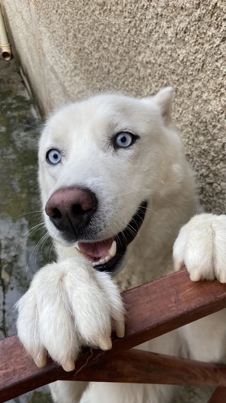 Cachorro