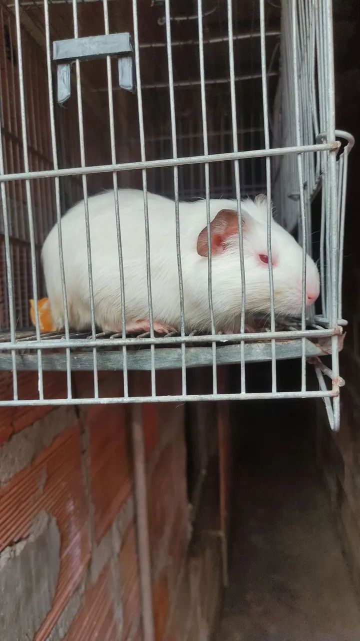 Pouquinho da Índia filhote 