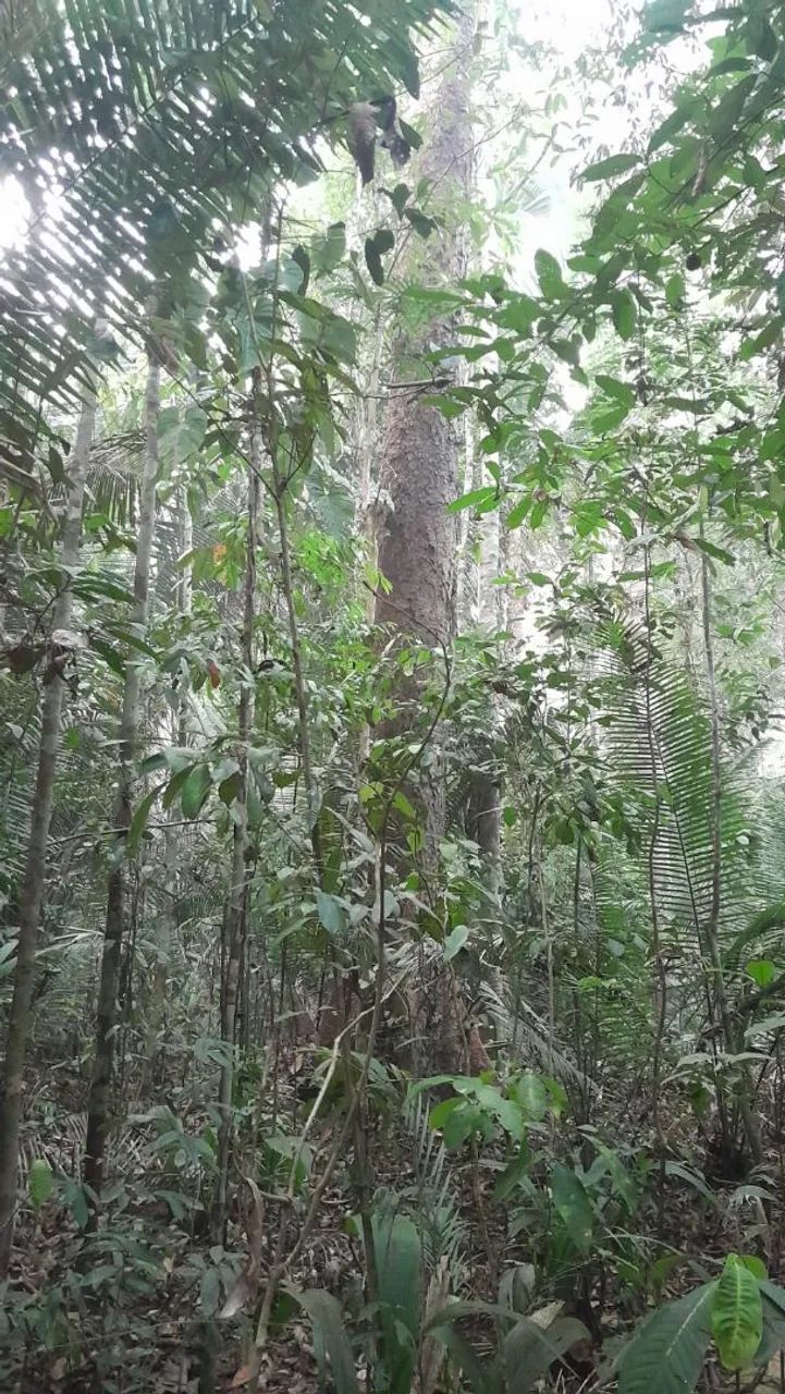 ? OPORTUNIDADE EM LÁBREA-AM ?<br><br>VENDE-SE 1 HECTARE COM MATA NATIVA