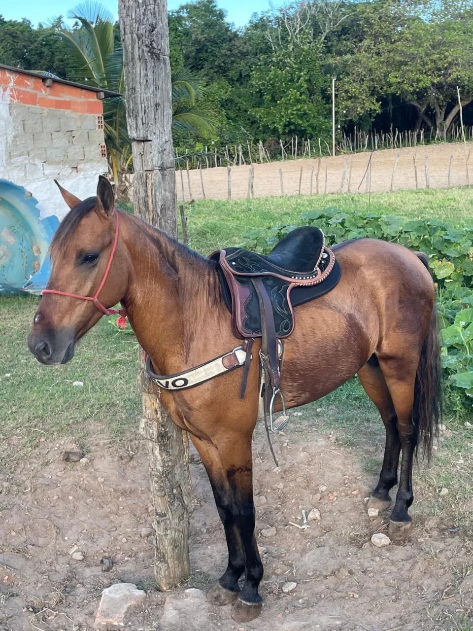Cavalo - Foto 4
