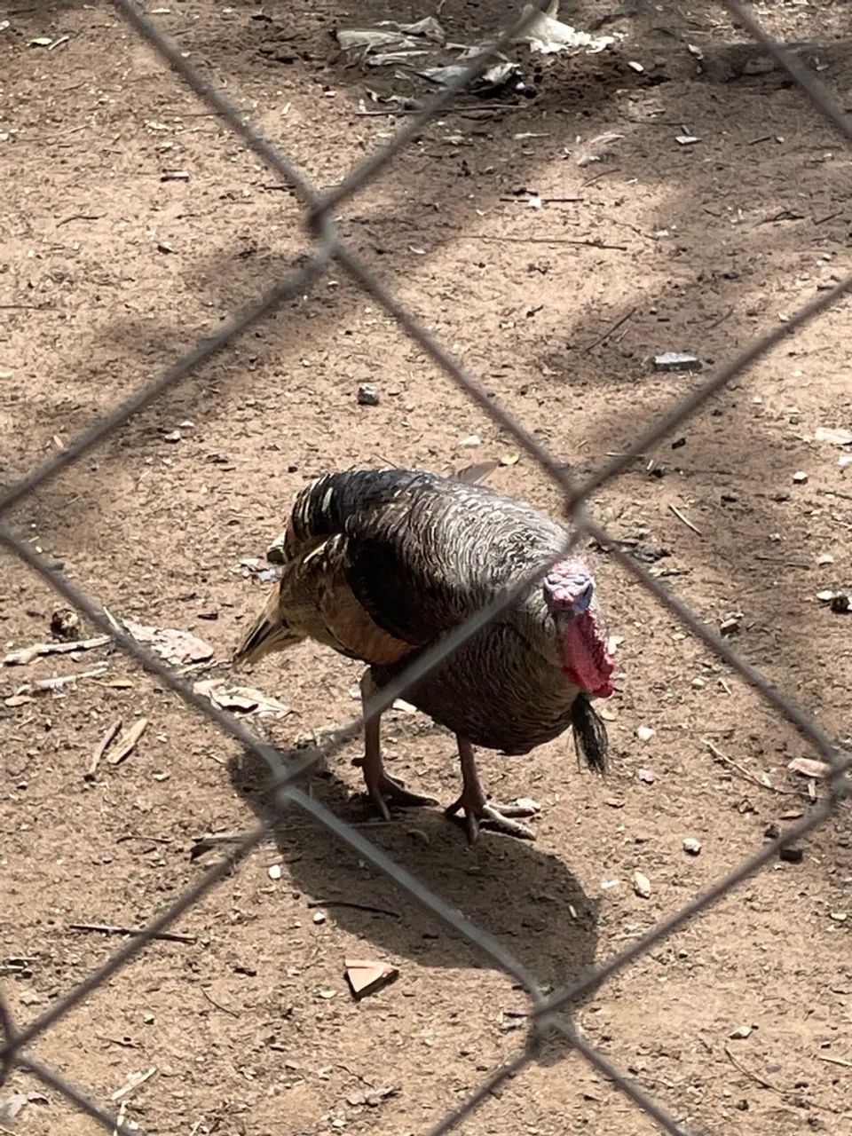 Aves - Foto 5
