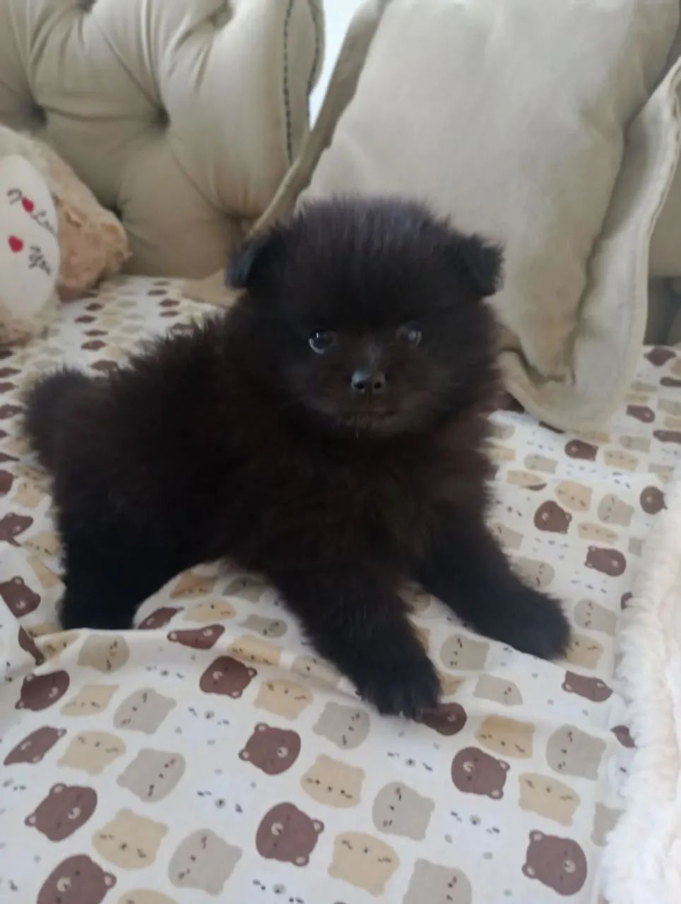 Lulu da Pomerânia  - Foto 3