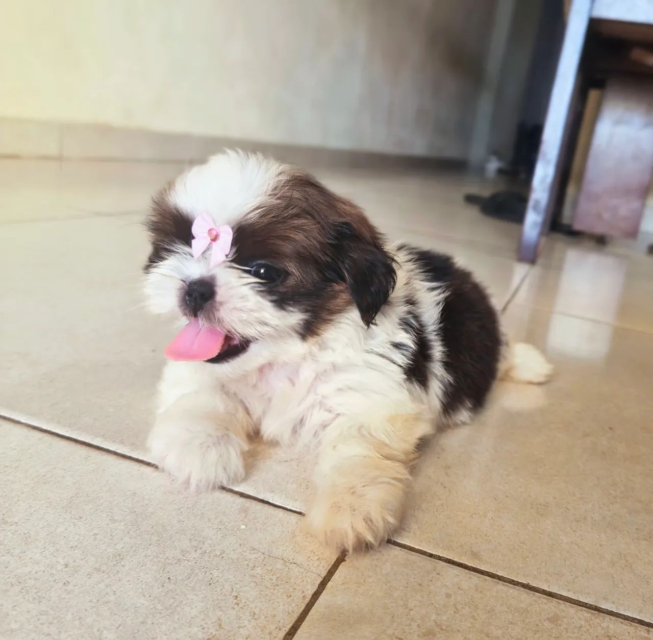 Shih Tzu Fêmea Micro - Foto 2