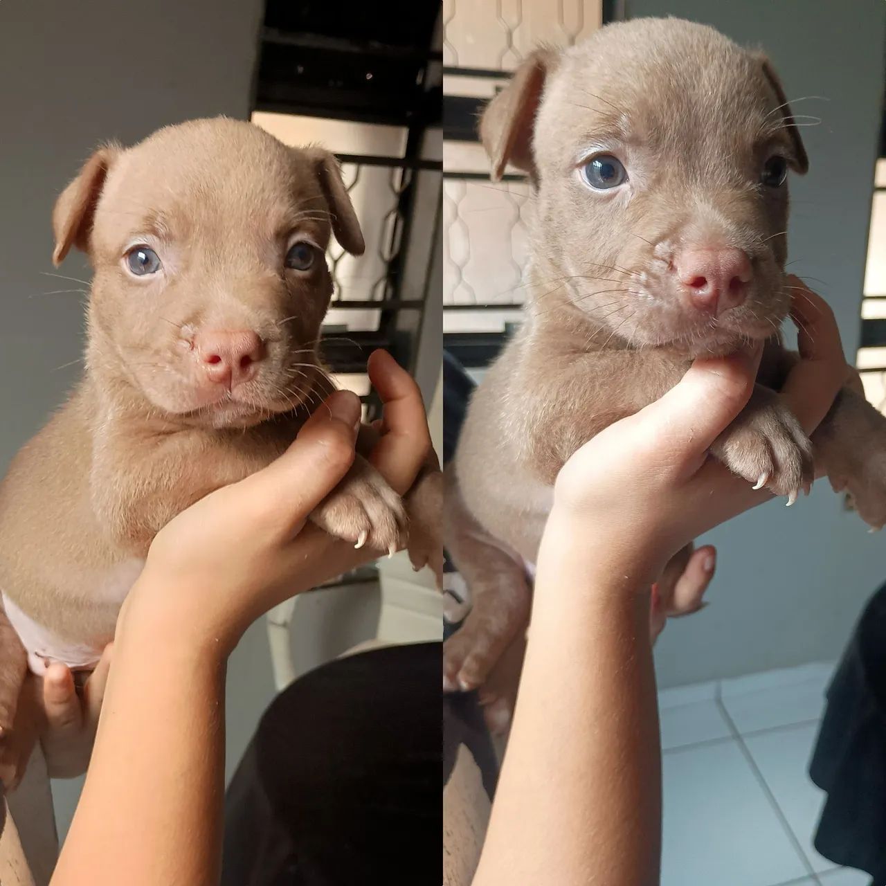 Filhote de Pitbull Puro  - Foto 2