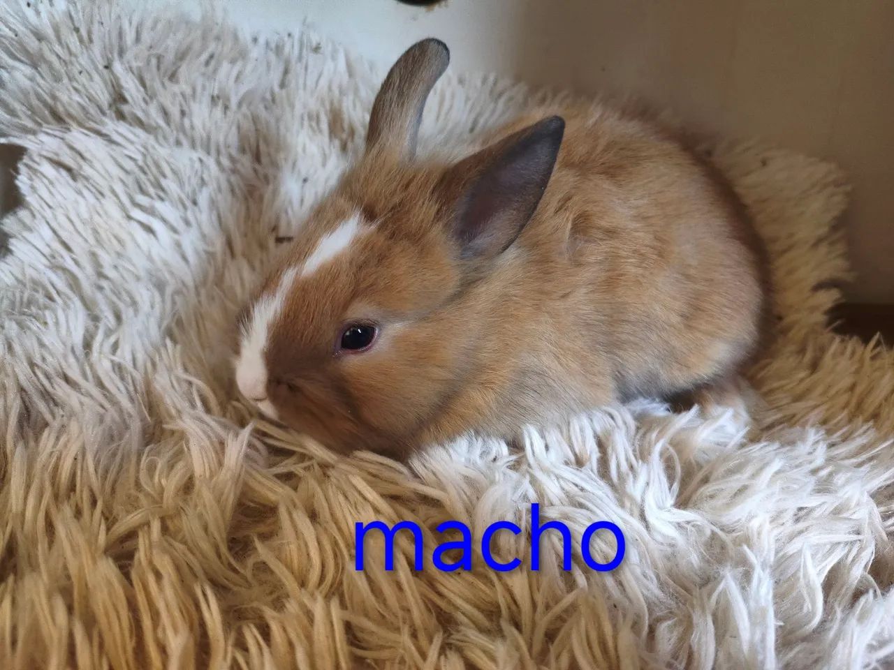 Mini coelho Netherland - Foto 4