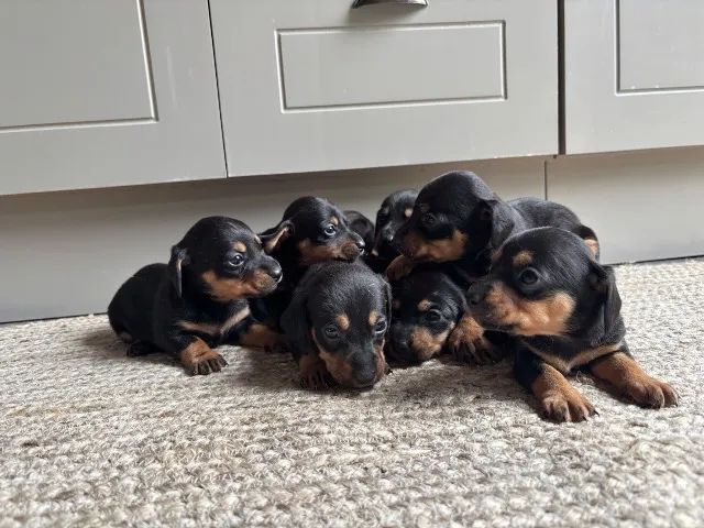 Cachorro - Foto 4