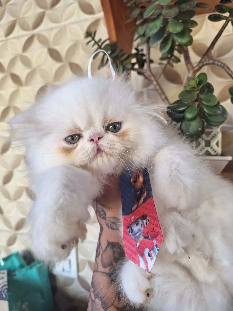 Filhotes de gato persa  - Foto 2