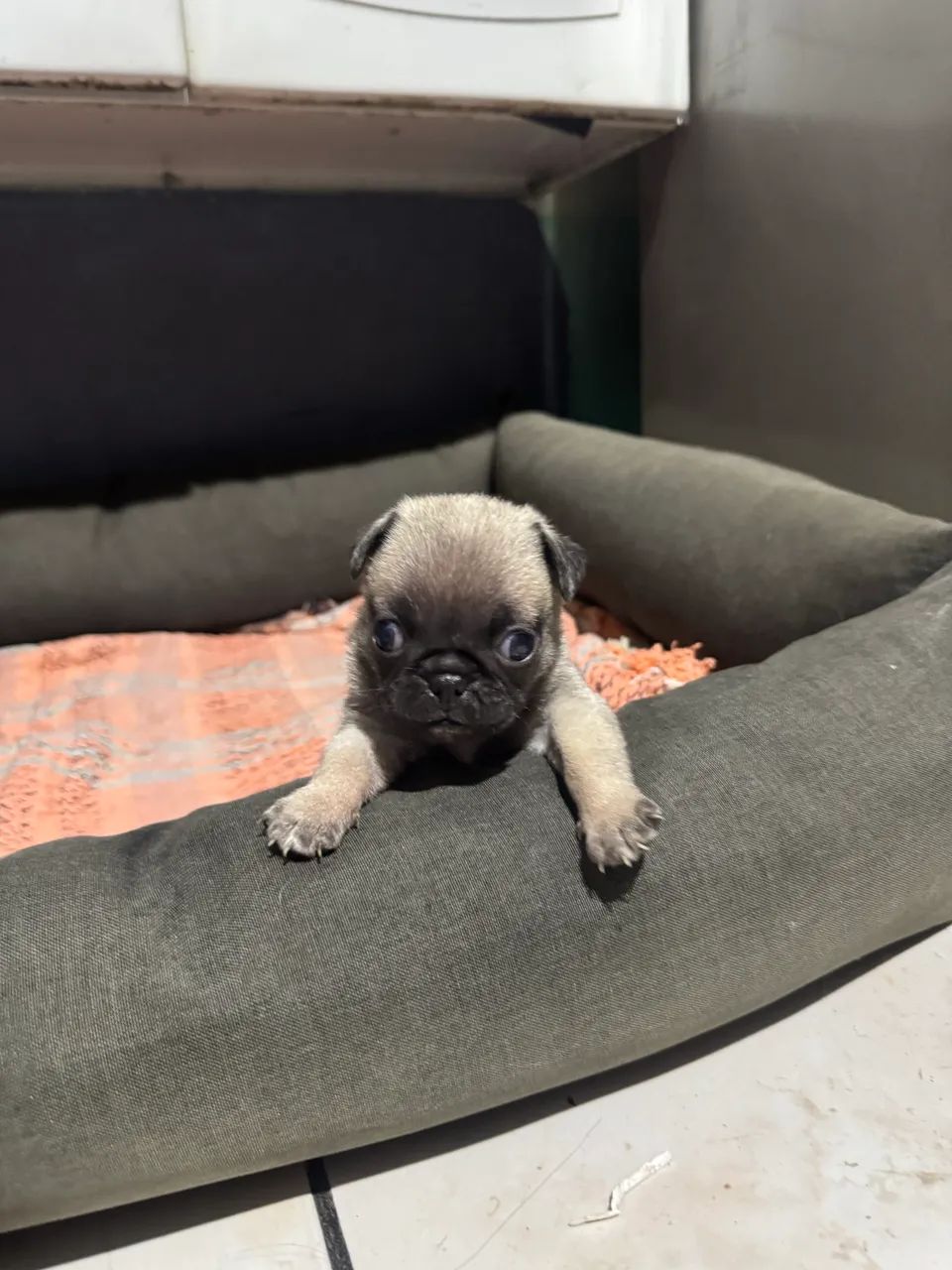 CACHORRO DA RAÇA PUG MACHO - Foto 5