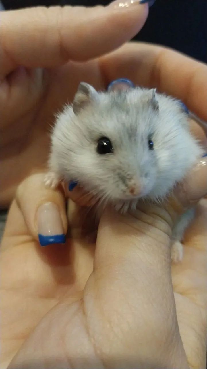 Hamster  - Foto 2