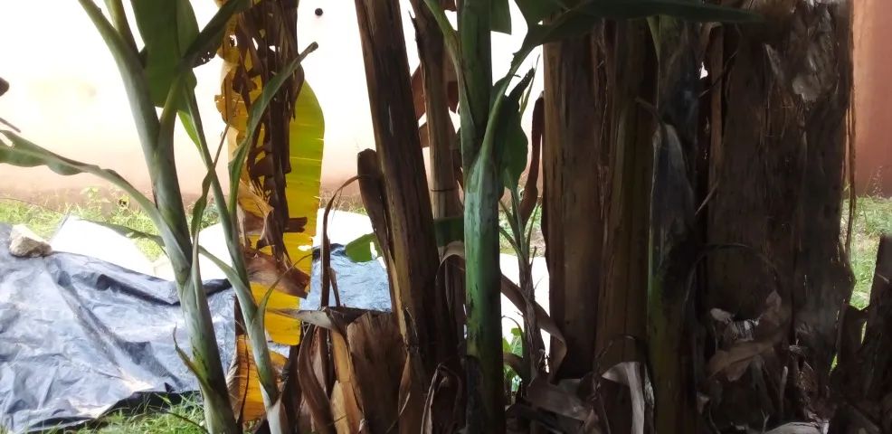 Mudas de Banana Prata.