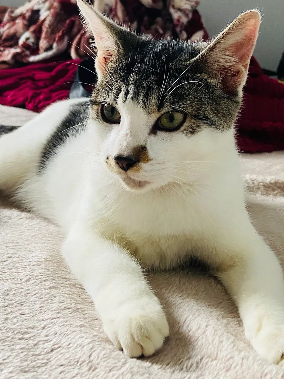 Gato para adoção