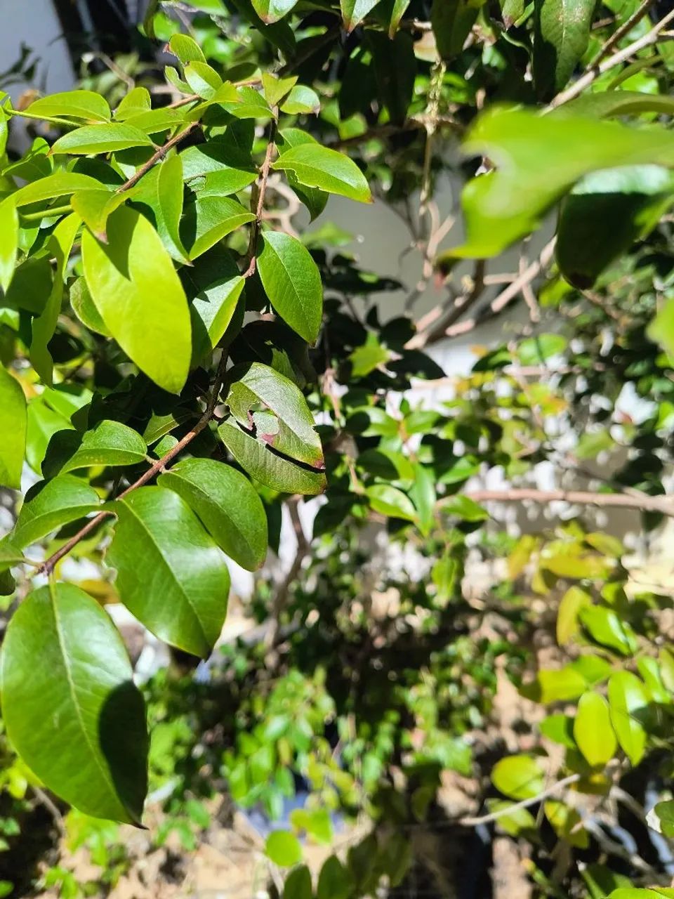 Jabuticaba  - Foto 5
