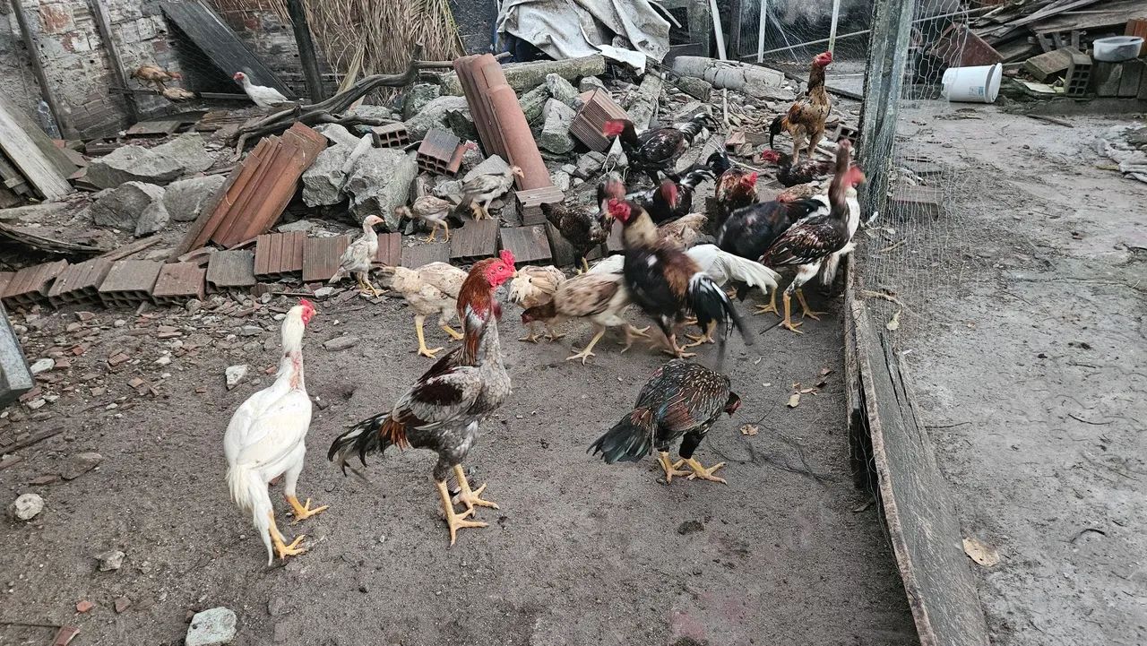 Galos, frangos e galinhas de raça - Foto 5