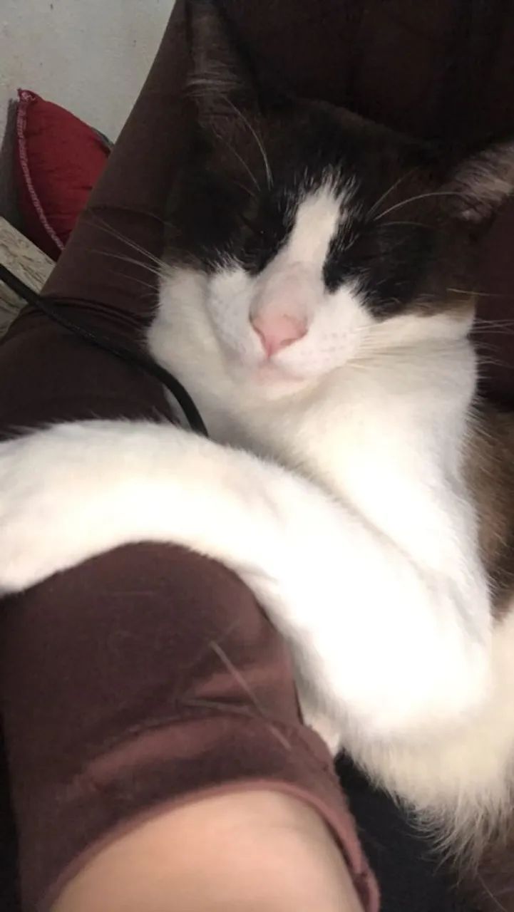 Doação responsável de Gato Snowshow - Foto 4