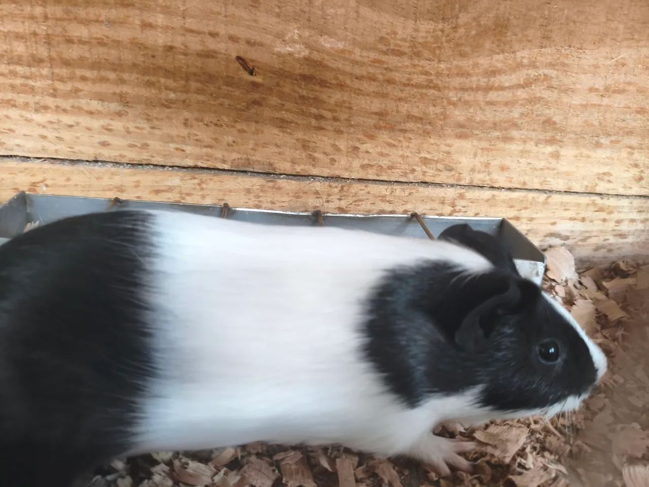 Porquinho da índia 