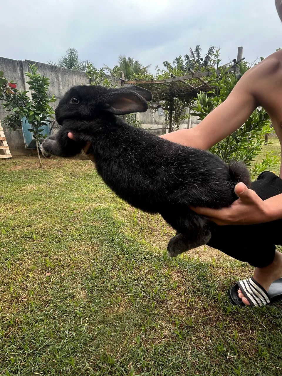Vende se coelho  - Foto 3