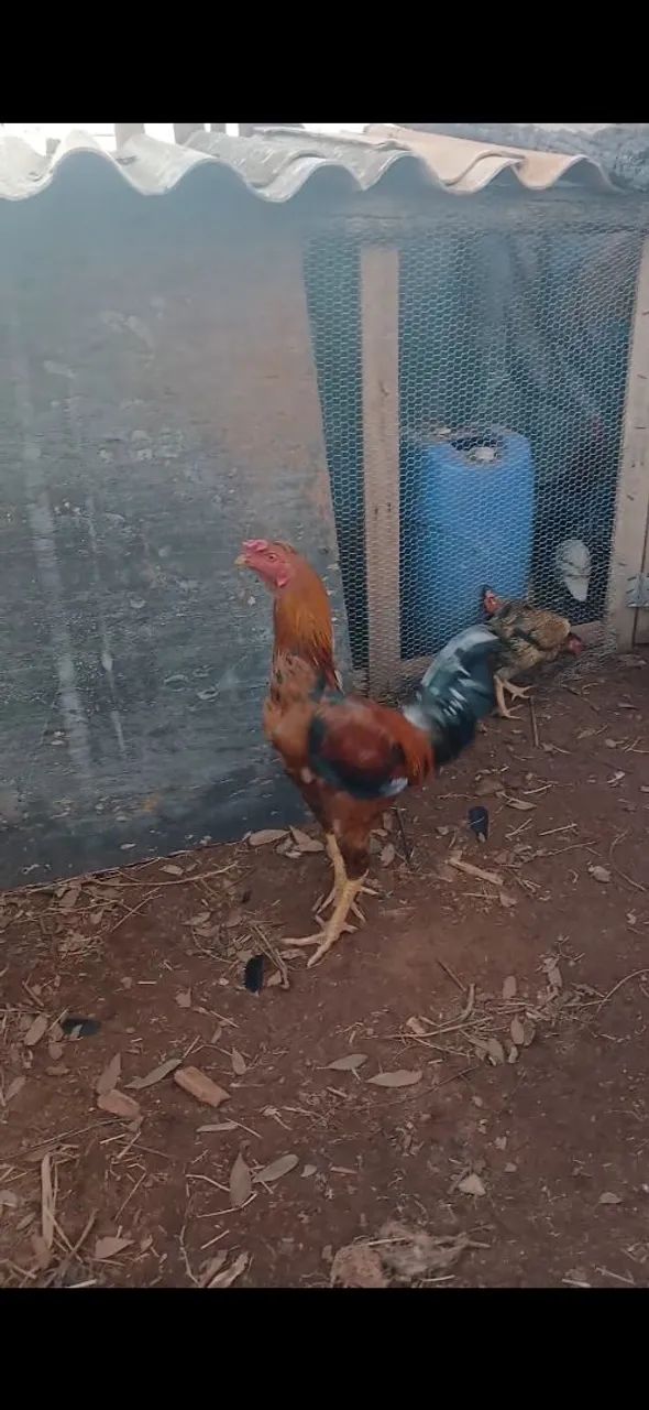 Galo indio - Foto 2