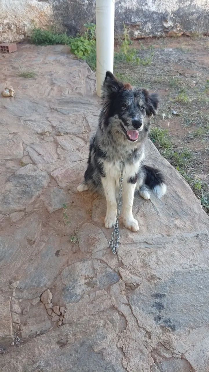 Border collie  - Foto 4