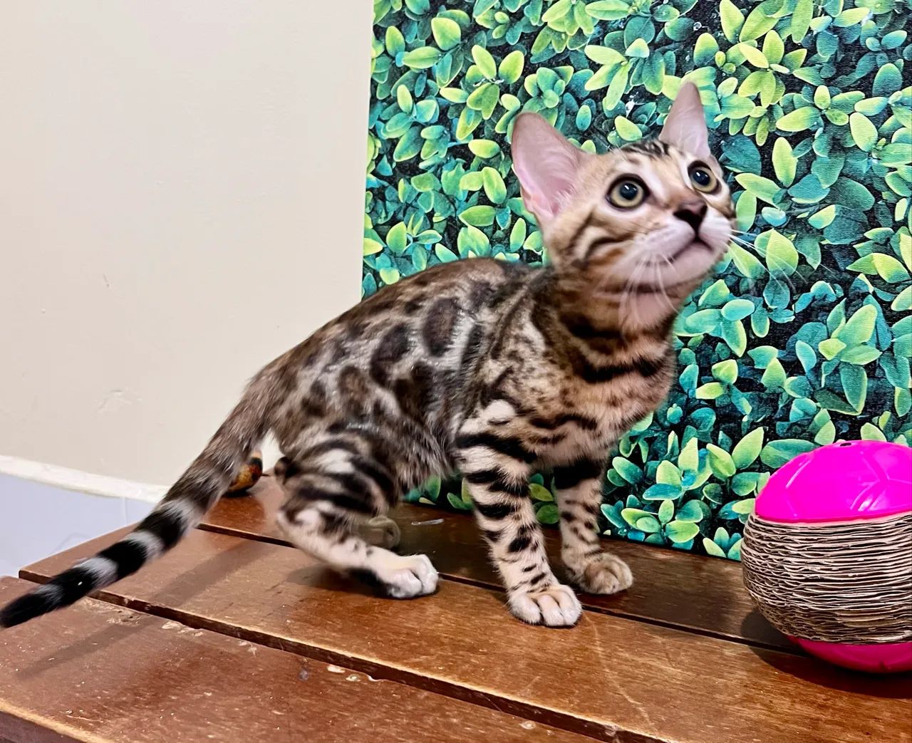 Gato Bengal  - Foto 2