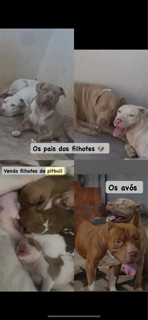 Filhotes Pitbull 