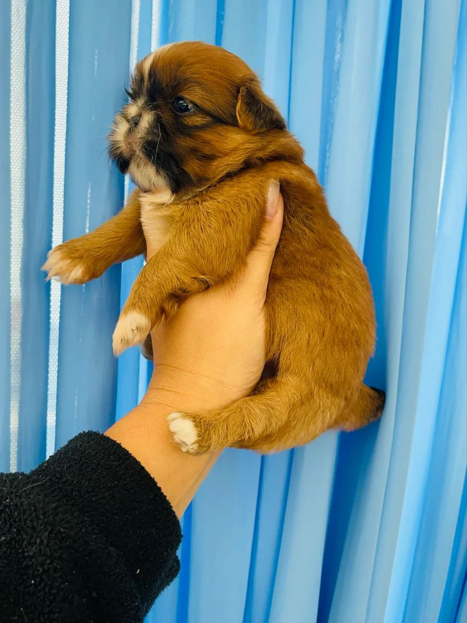 Fêmea de Shihtzu  - Foto 2