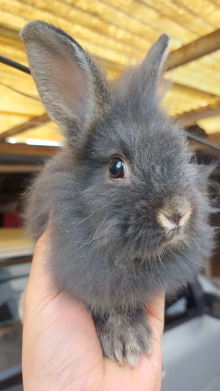 Mini Lionhead prontos para novo lar preço especial - Foto 6