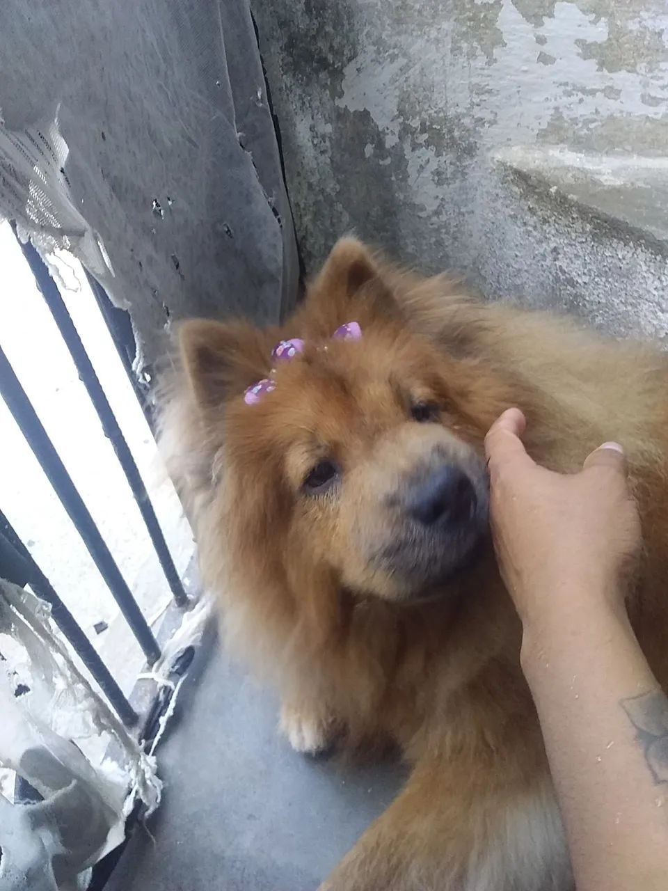 Doação chow chow 