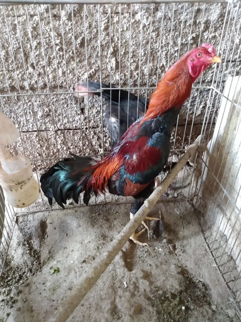 Frango Índio 