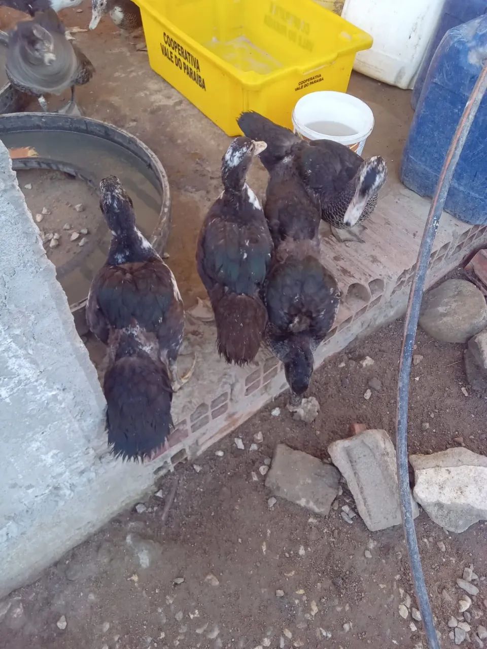 Galinhas e Patos - Foto 2