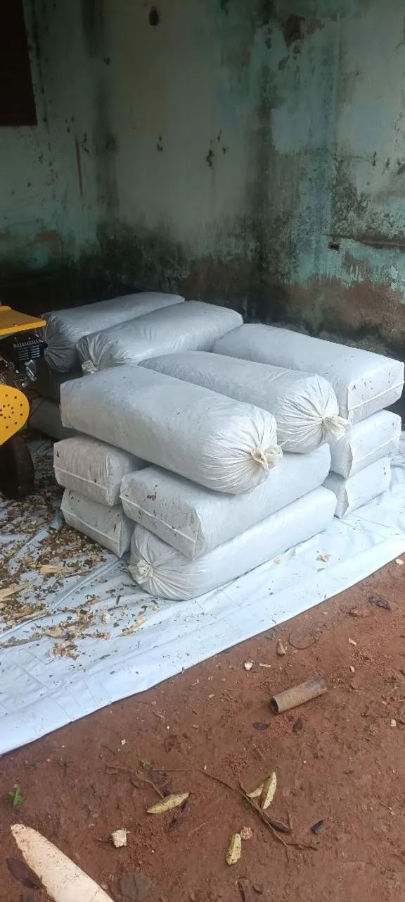 SILAGEM DE MILHO ENSACADA - Foto 5