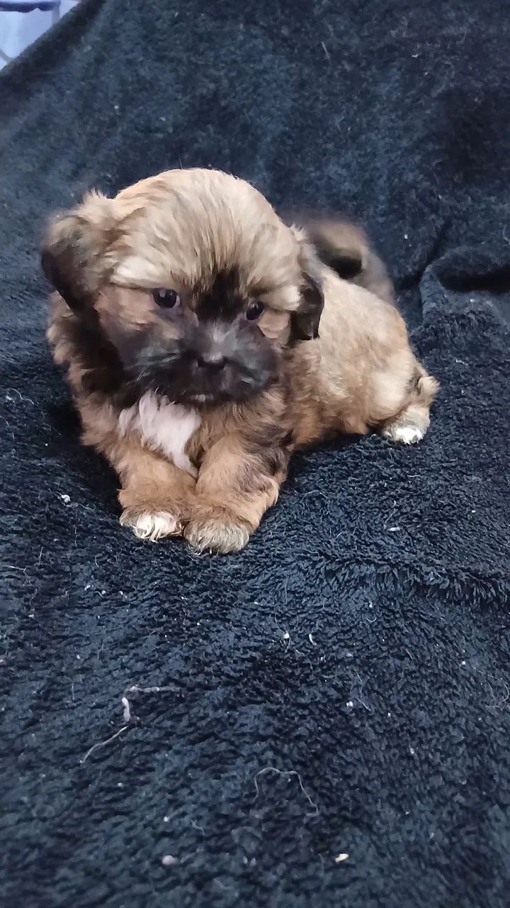 Cachorro  - Foto 2