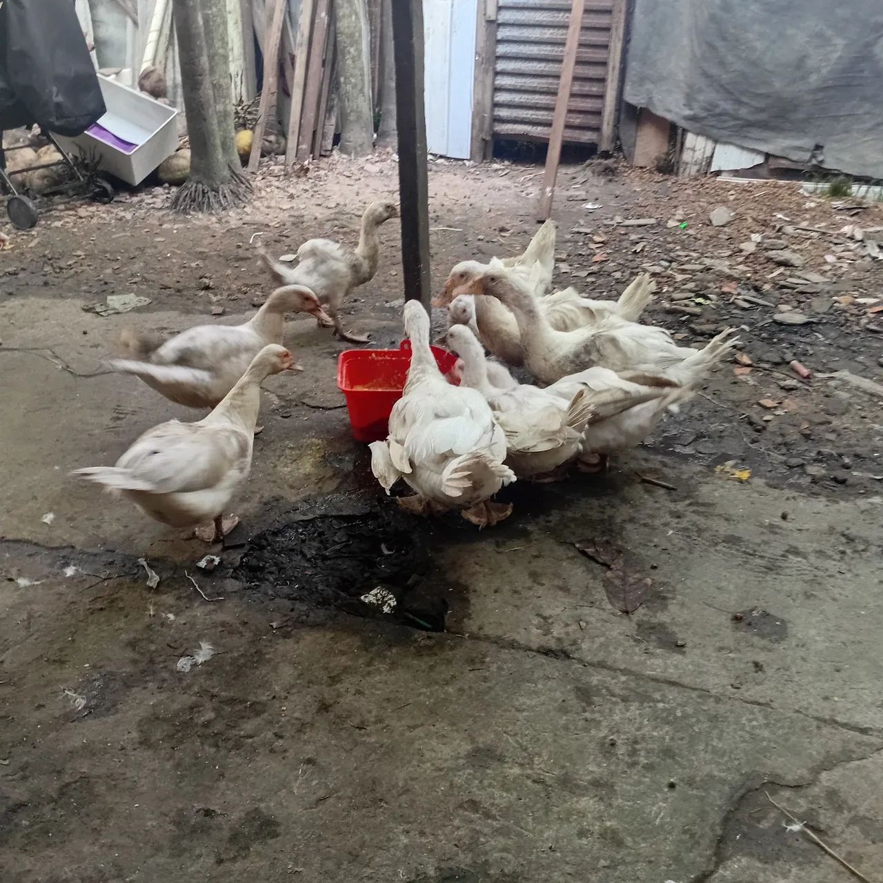 Patos