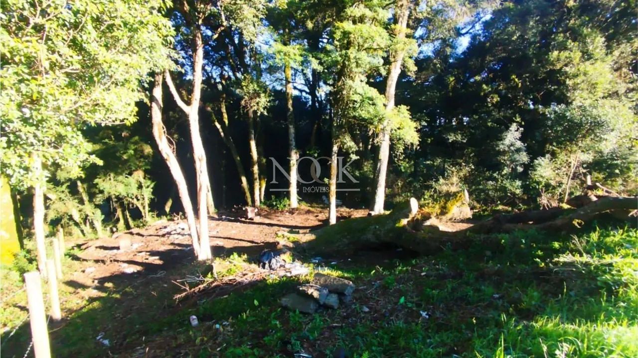 Terreno em Canela - Foto 3