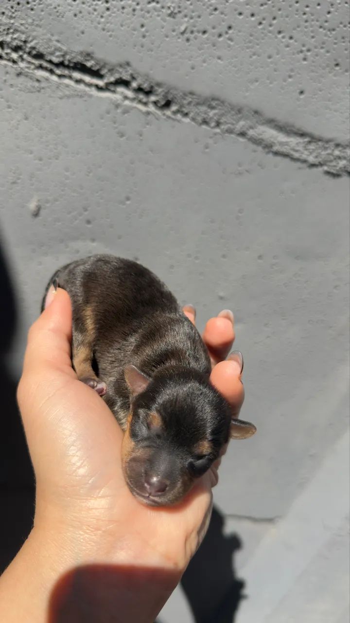 Pinscher macho - Foto 3