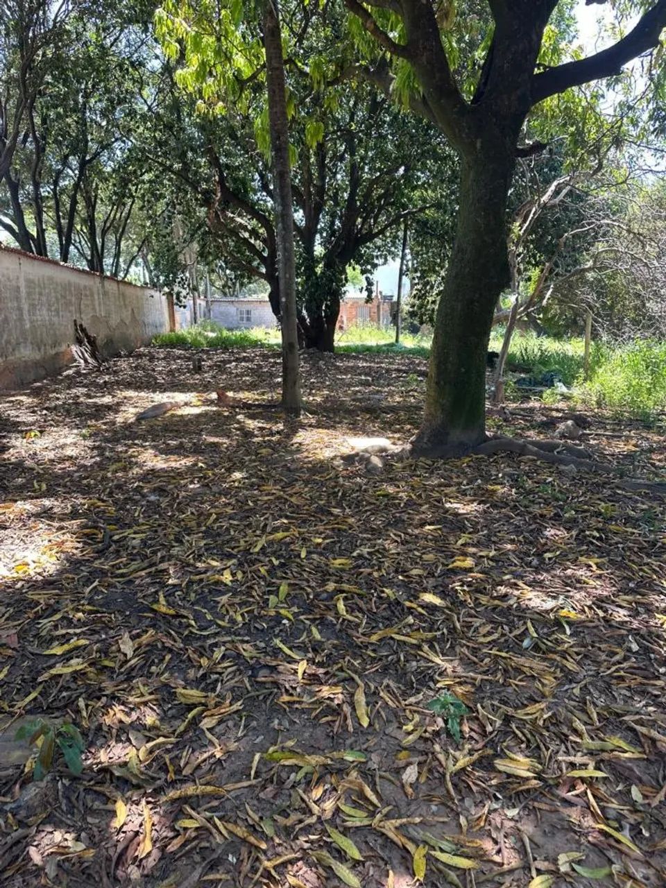 Excelente Lote - Garças - Foto 5