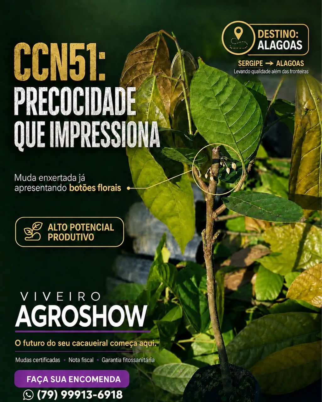 Mudas de cacau enxertadas 