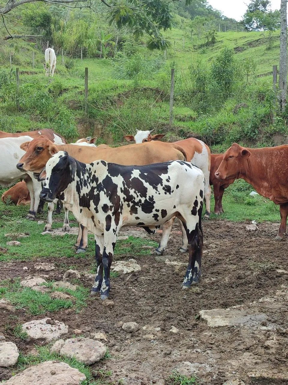 Garrotas Neloradas a venda - Foto 2