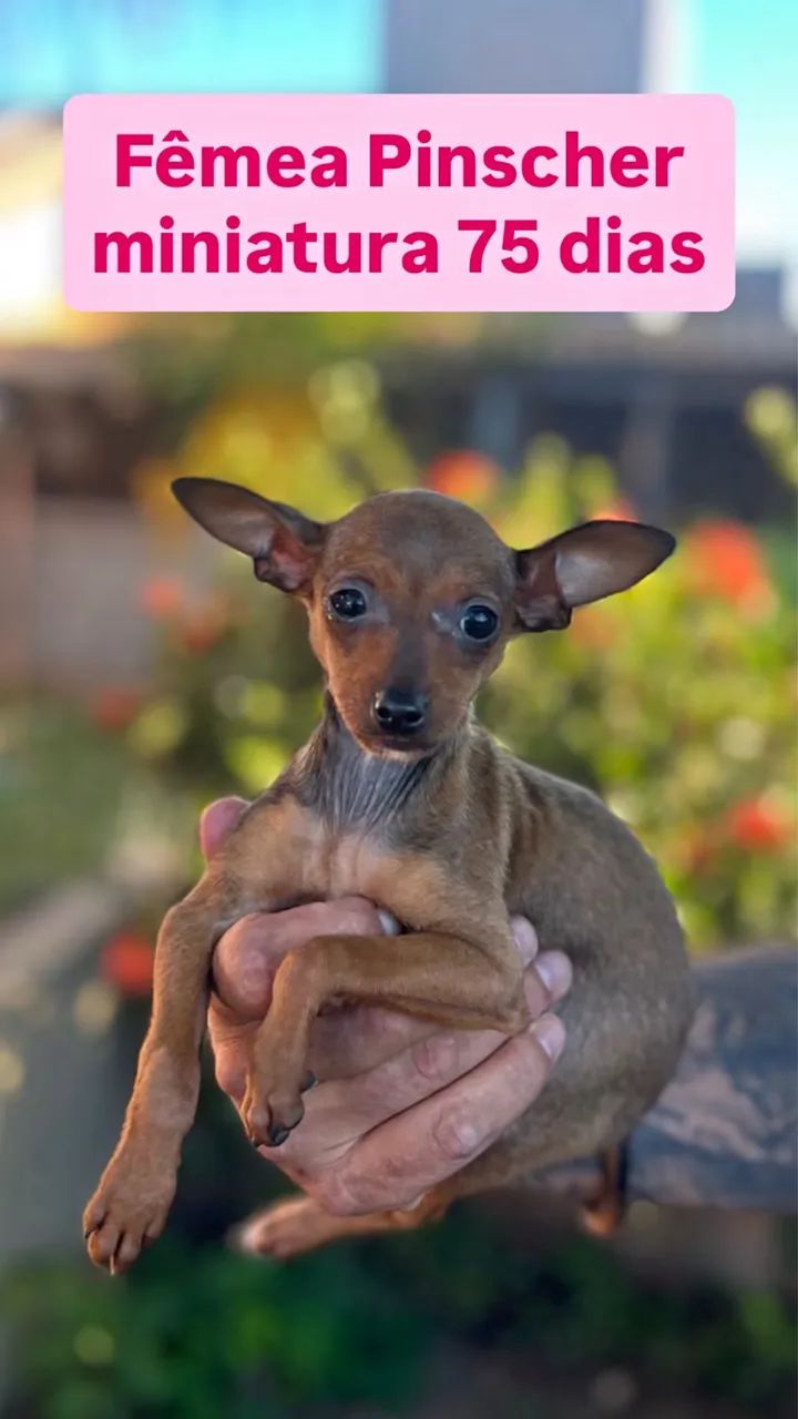 Pinscher miniatura  - Foto 3