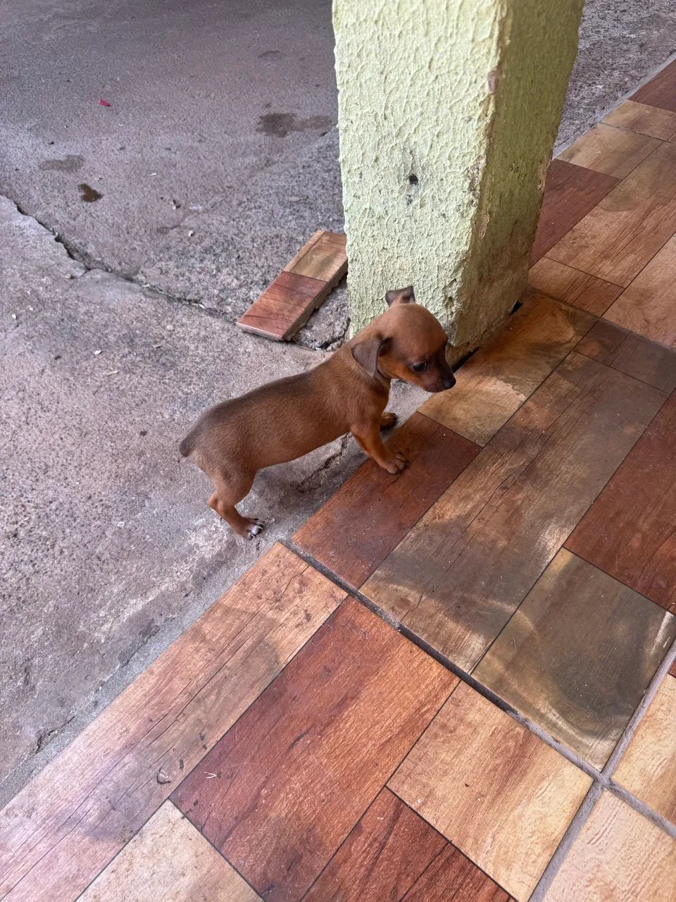 Filhotes de Pinscher  - Foto 4