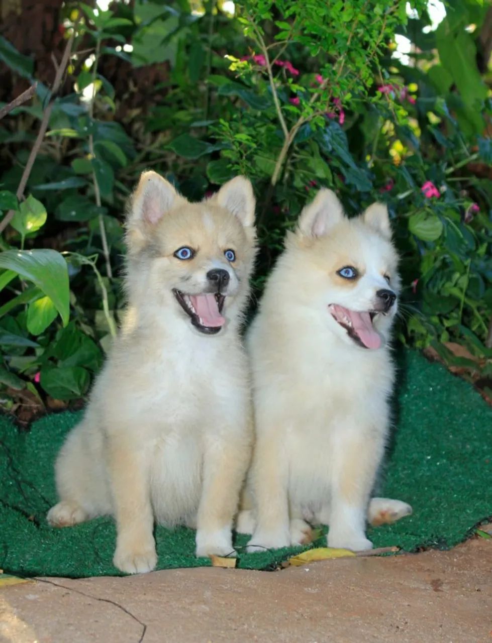 Pomsky F3 ( mini) - Foto 4