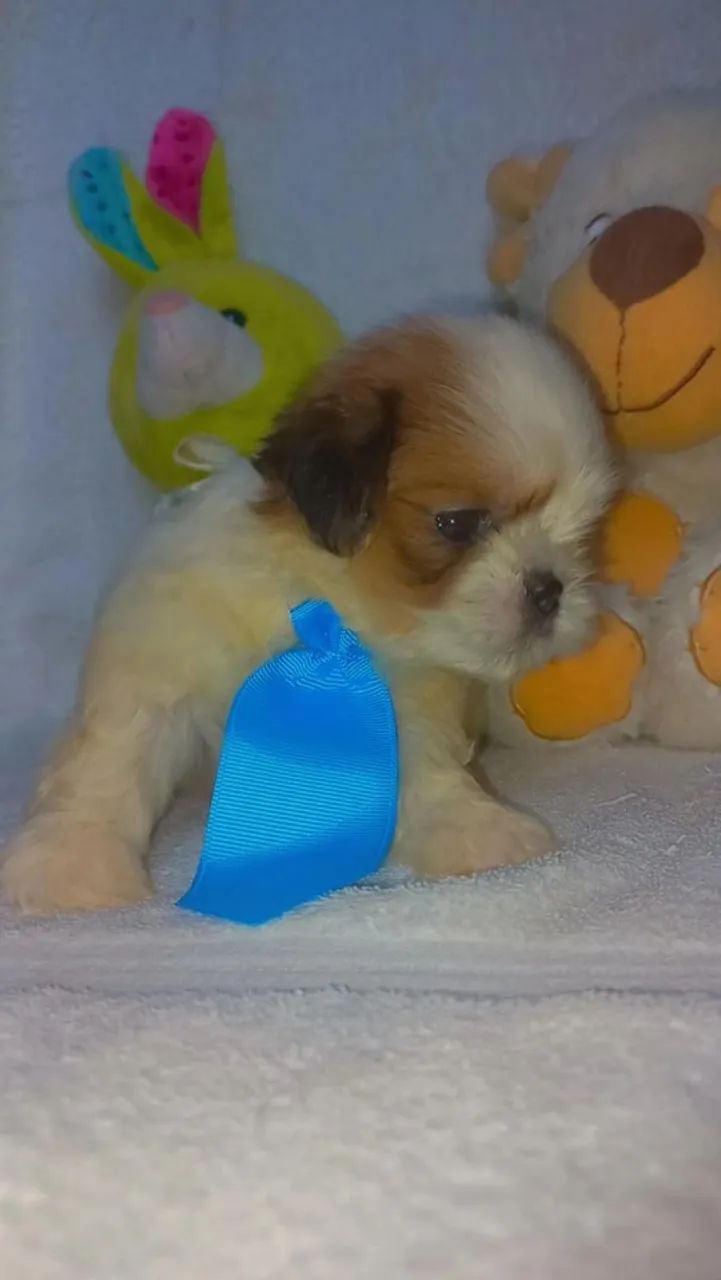 Shih tzu  - Foto 5