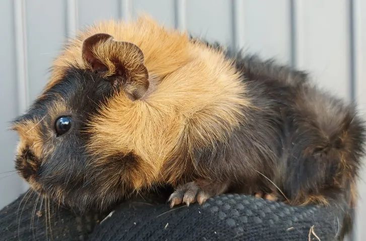 Porquinhos da índia - Anápolis  - Foto 5