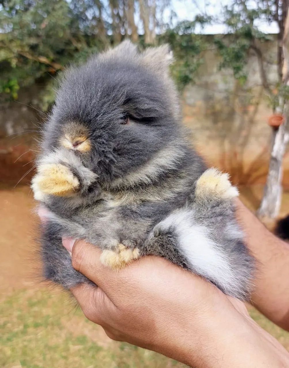 Mini coelho filhotes disponíveis  - Foto 5