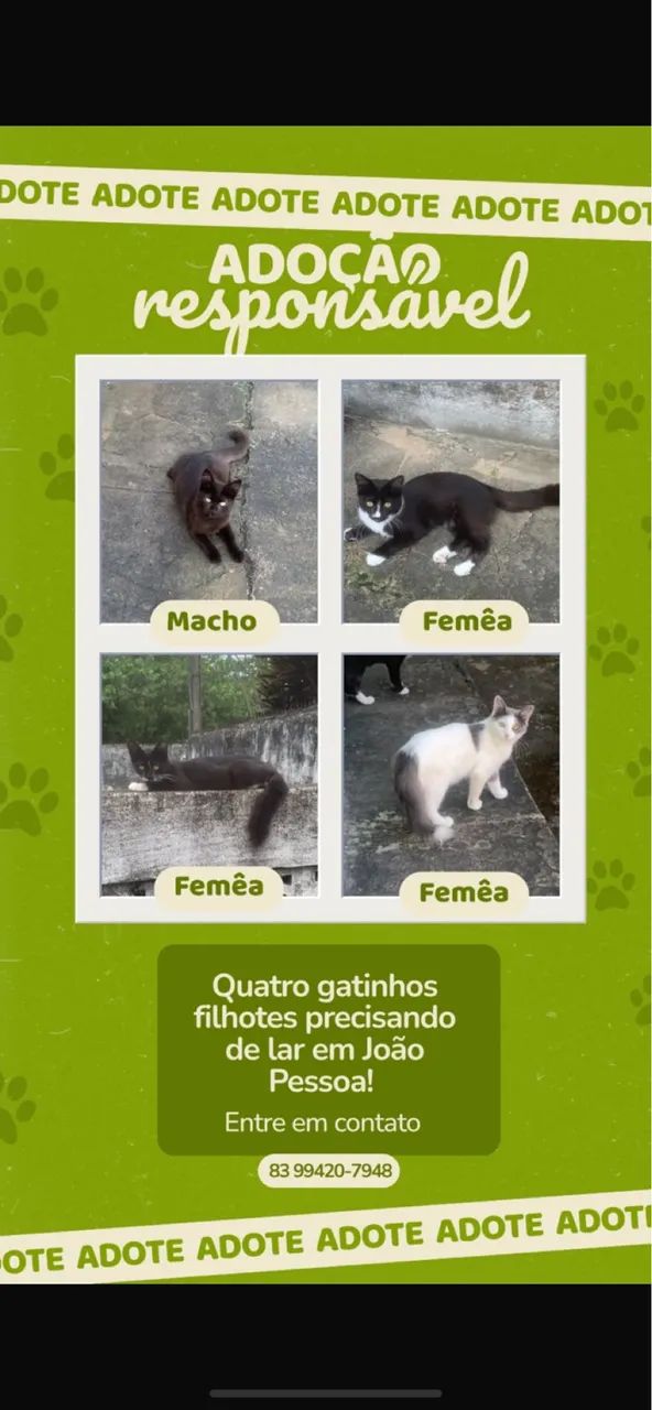 Adoção de gatinhos 