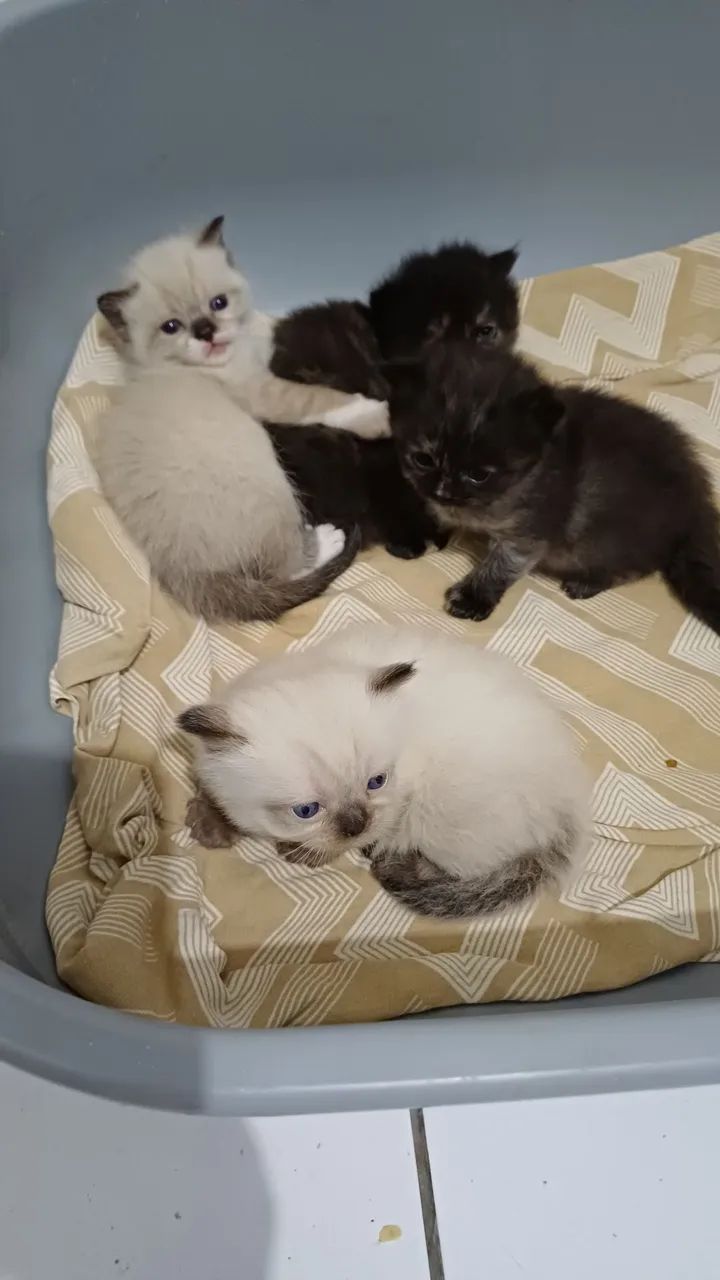 Gatos  persa