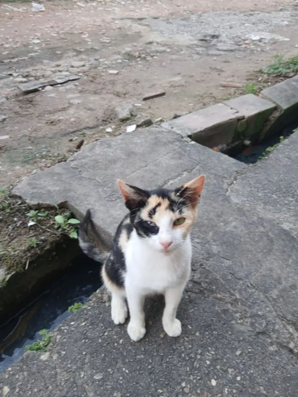 Doação de gata - Foto 2