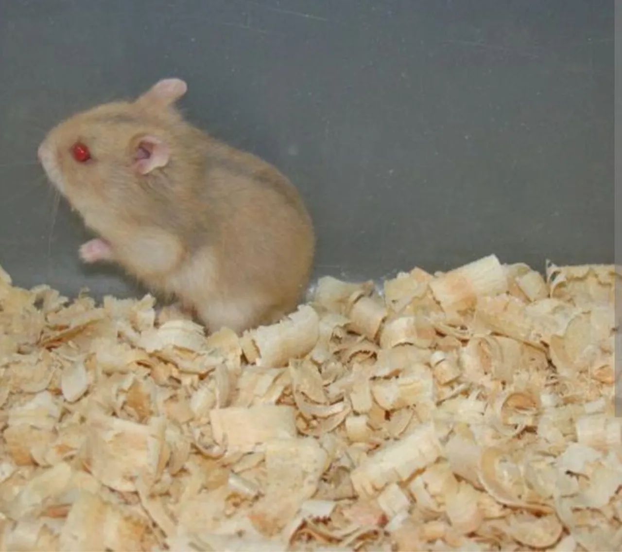 Hamster Anão Russo R$: 30,00