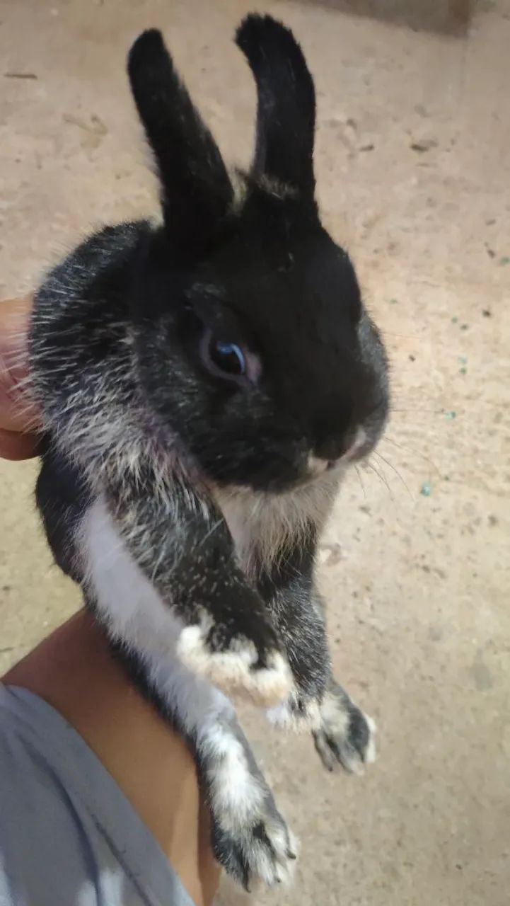 Vende-se coelho macho, de cor preto e branco. - Foto 2