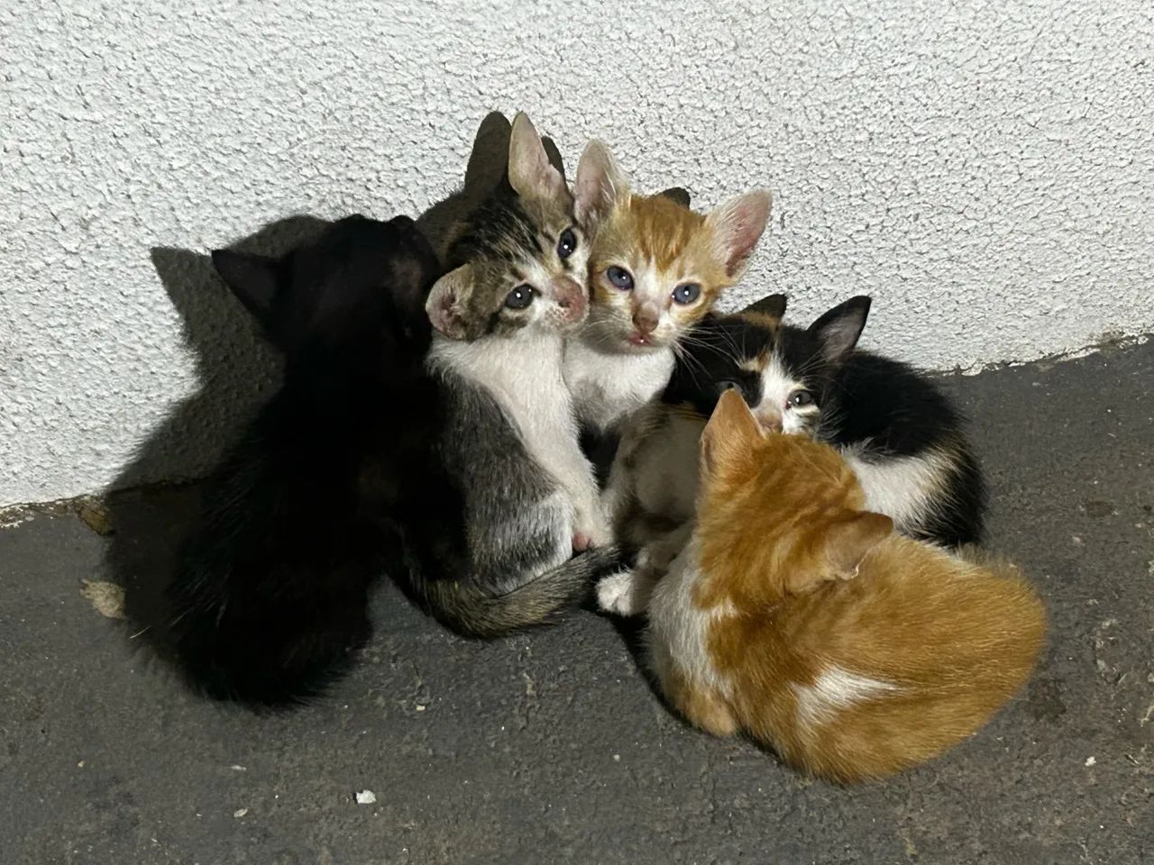 Gatos - Foto 2
