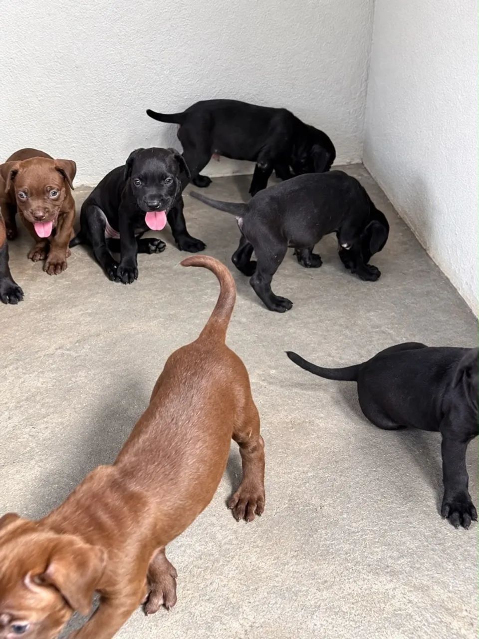 ? CANE CORSO PURO - FILHOTES - Foto 5